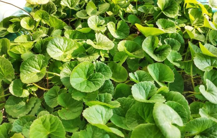 Centella Asiatica Leaf Extract-1