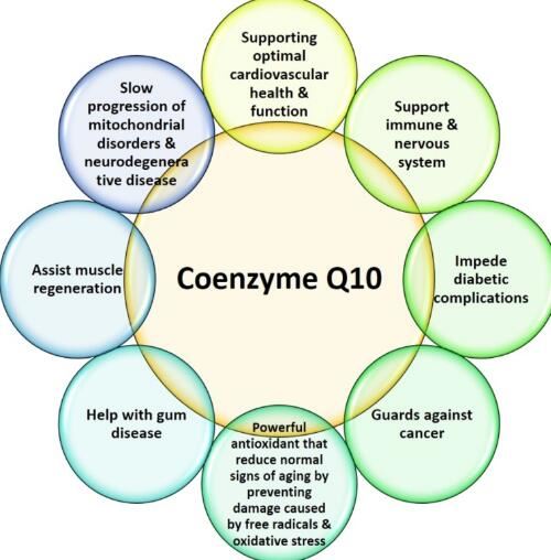 Function of CoQ10