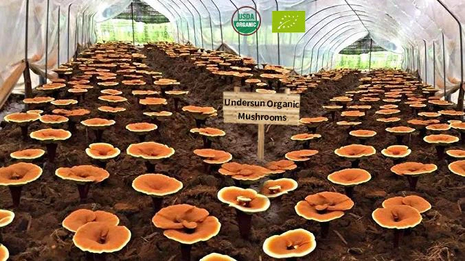 Organi mushroom planting base Organi mushroom planting base