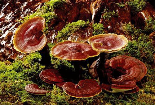 Мистериозен полизахарид на Ganoderma lucidum