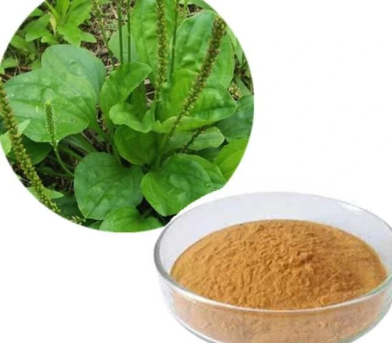 Екстракт от Plantago Asiatica